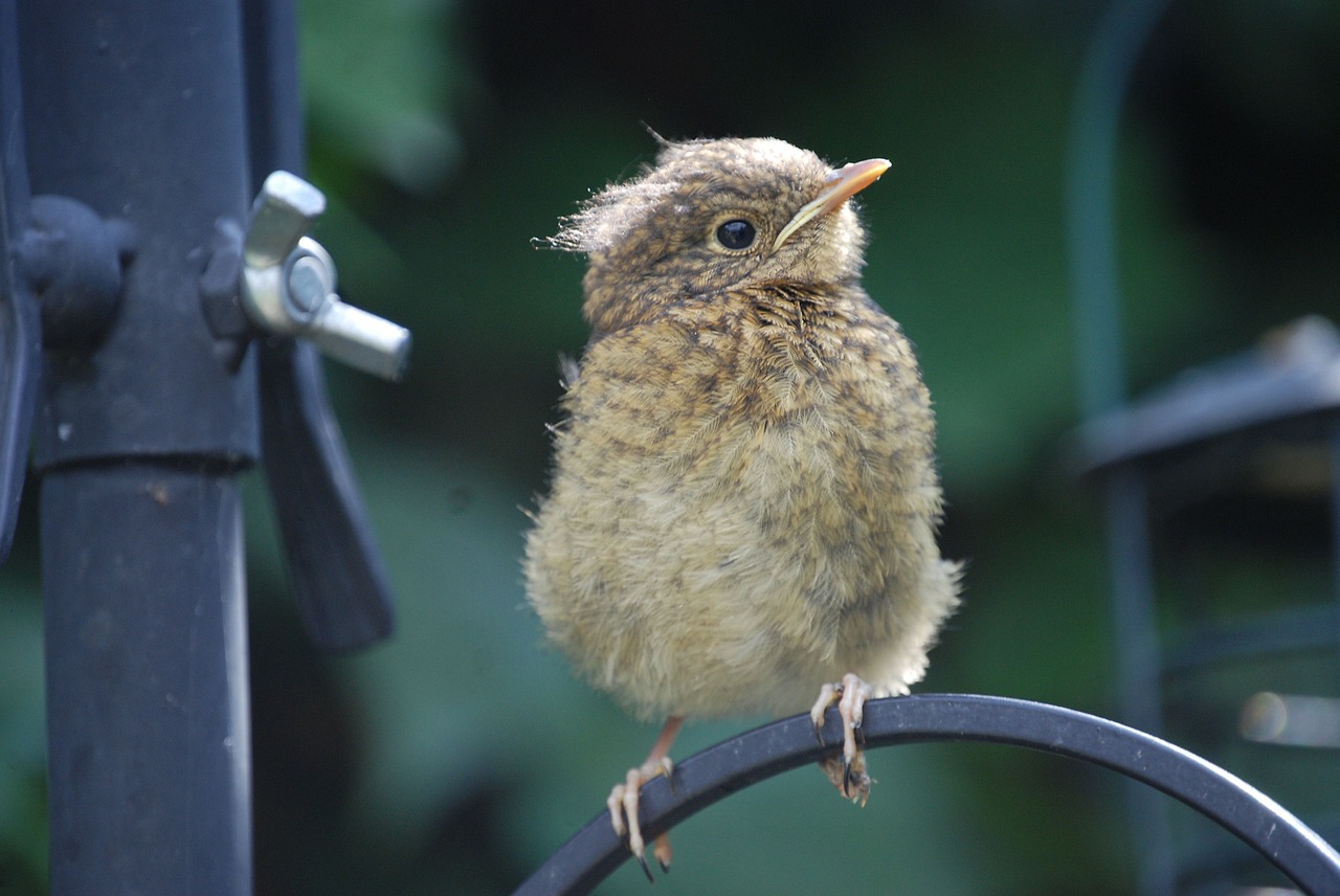 robin fledgling bird free photo