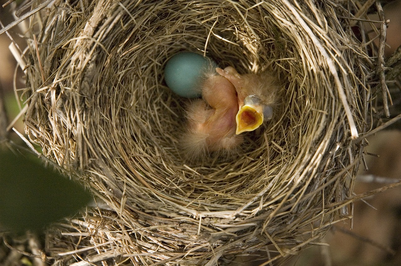 Гнездовья для птиц