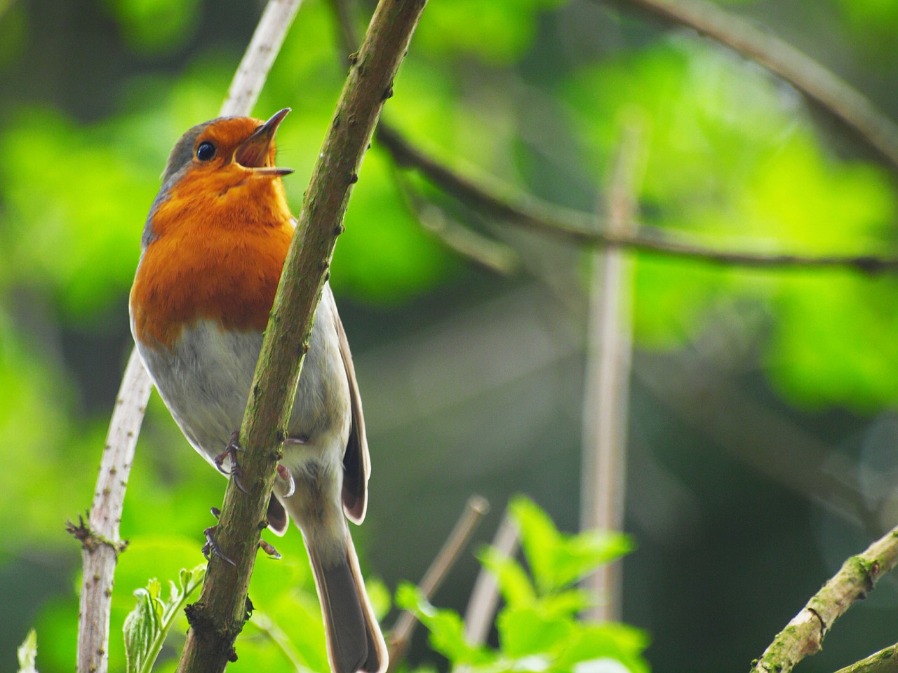 robin  nature  wildlife free photo