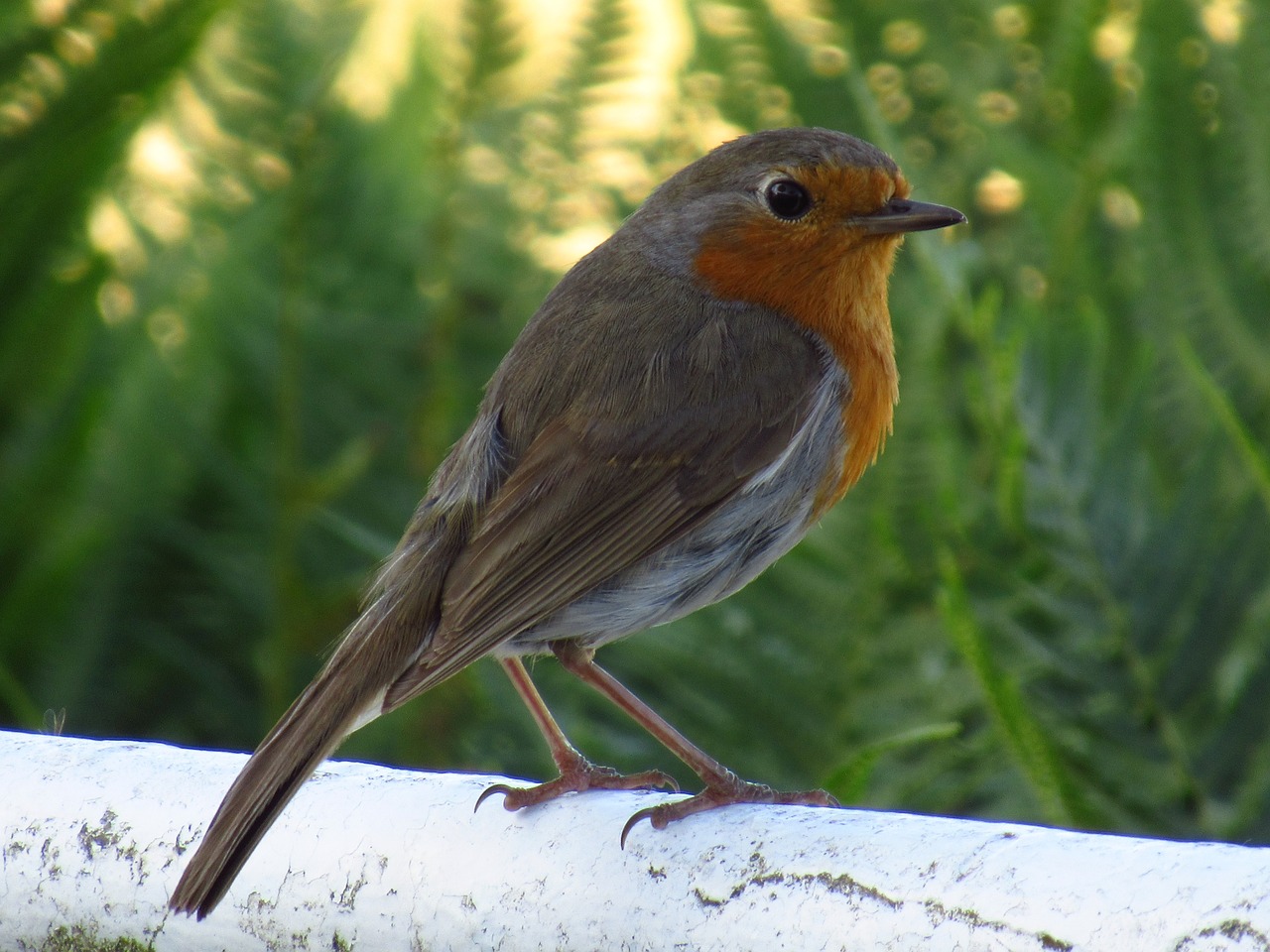 robin  bird  wales free photo