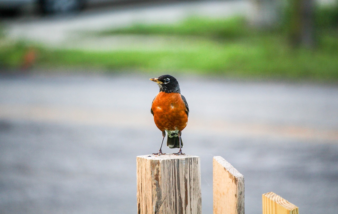 robin  bird  wood free photo