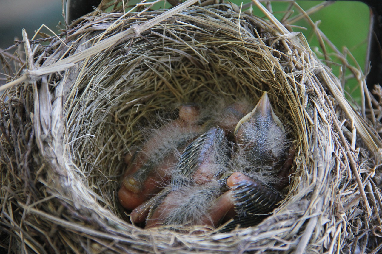 robin  baby  bird free photo