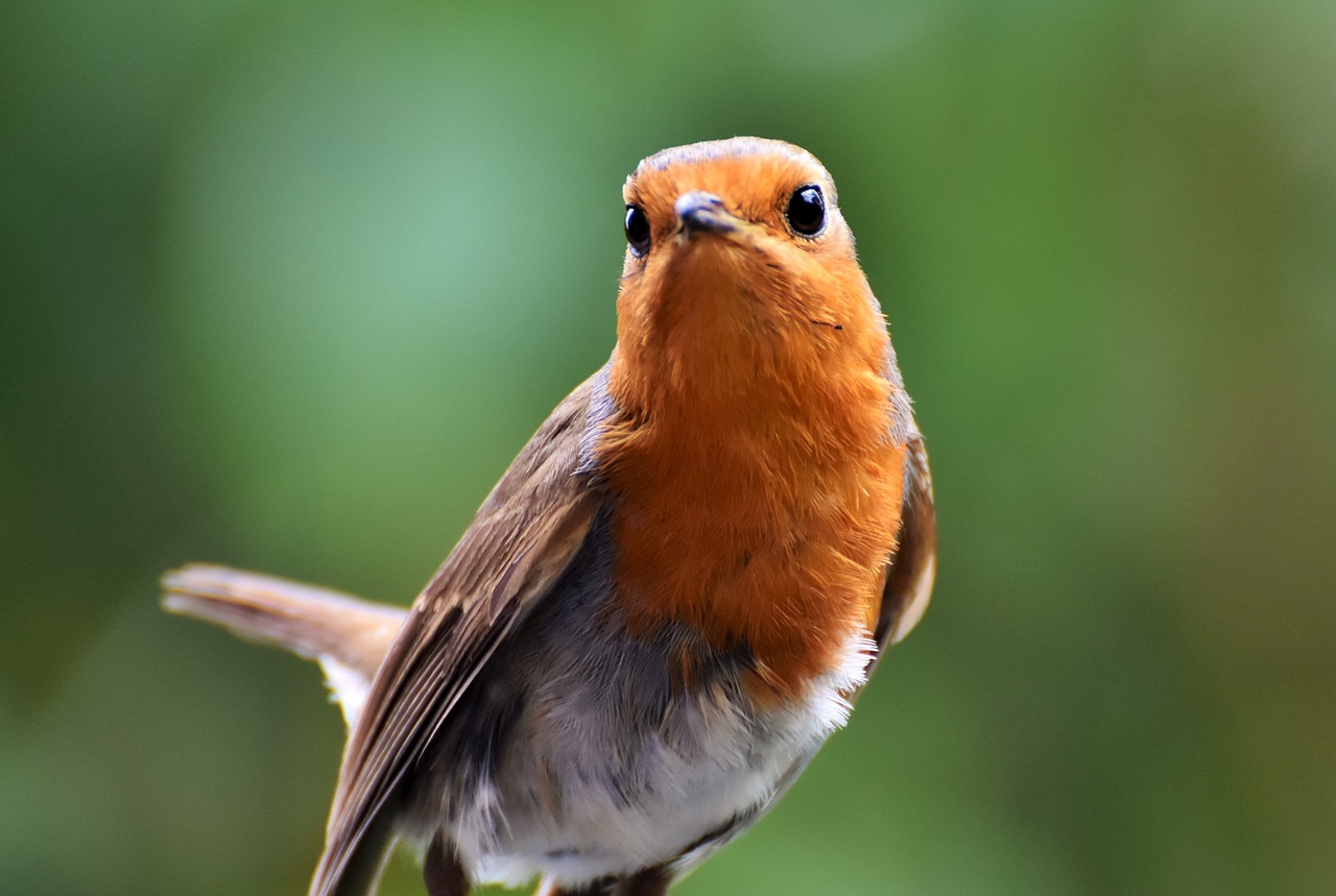 robin  bird  songbird free photo