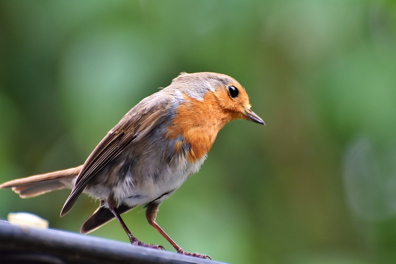 robin  bird  songbird free photo