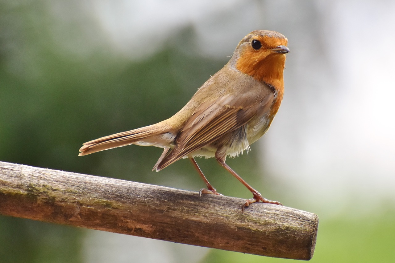 robin  bird  songbird free photo