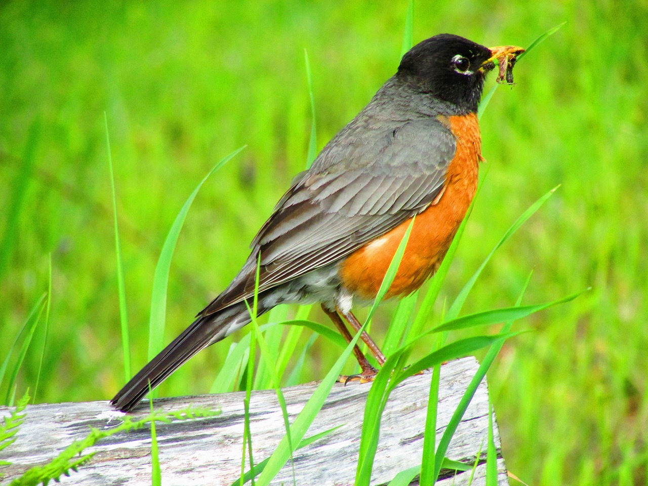 robin  bird  grass free photo