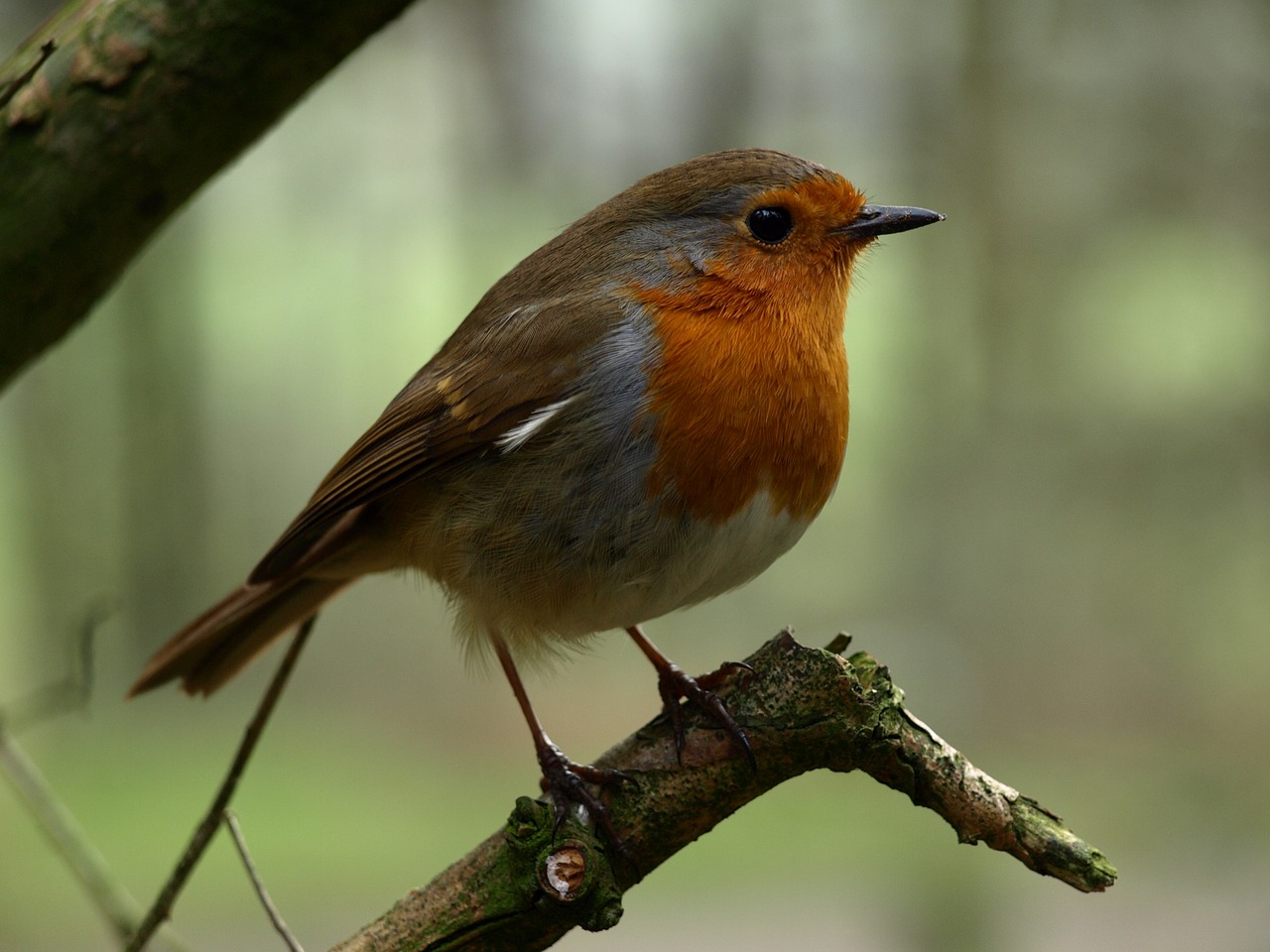 robin  bird  nature free photo