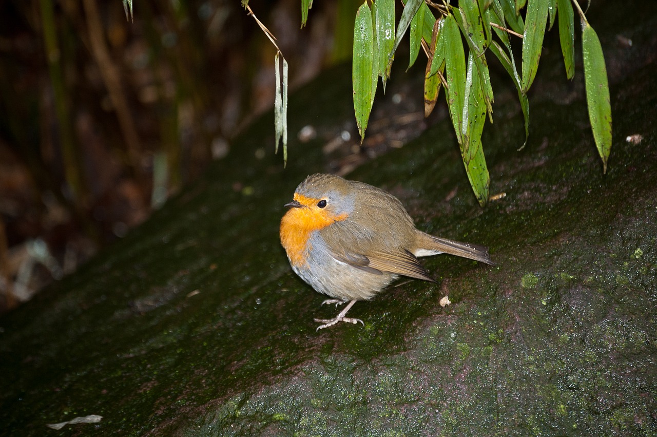 robin  bird  nature free photo