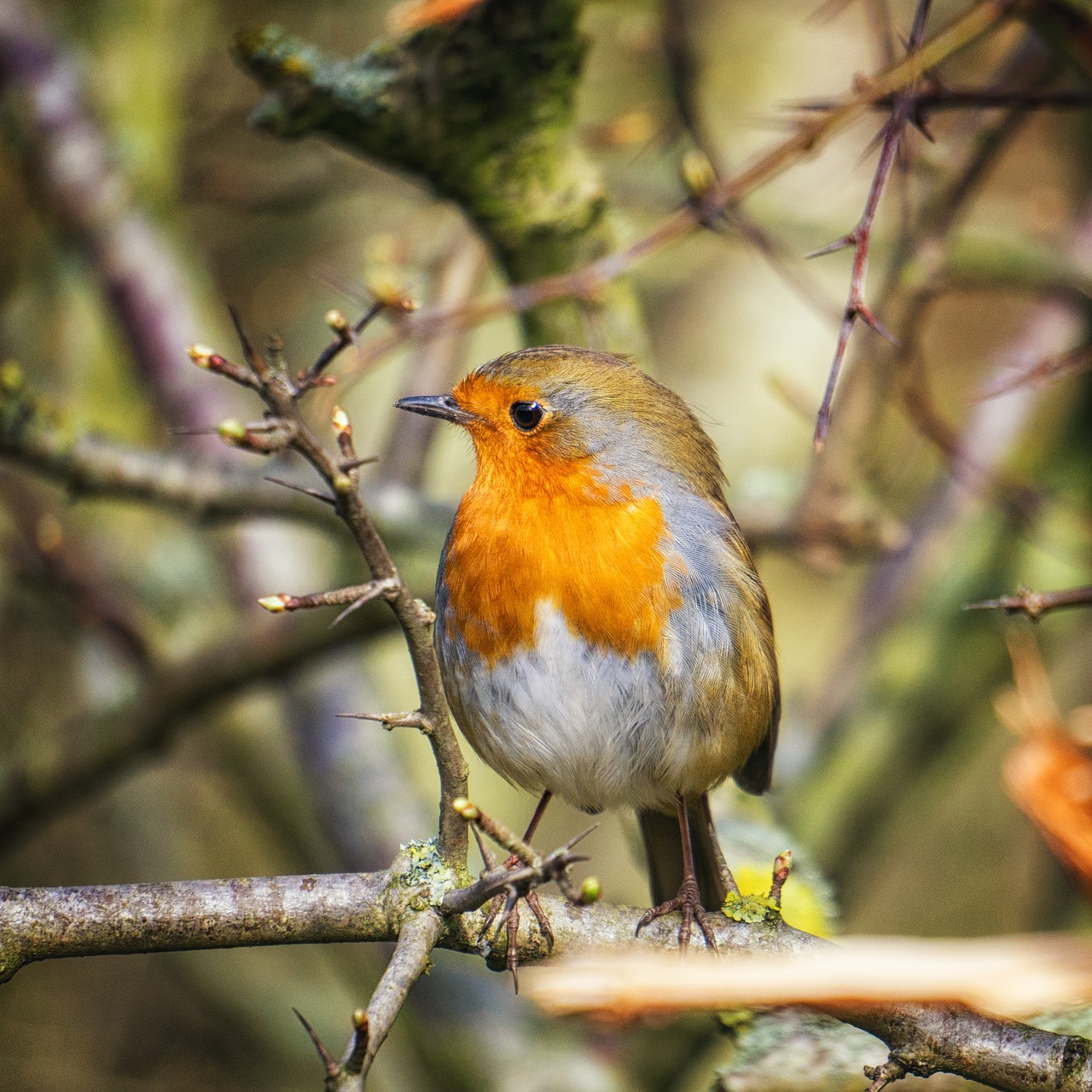 robin  bird  nature free photo