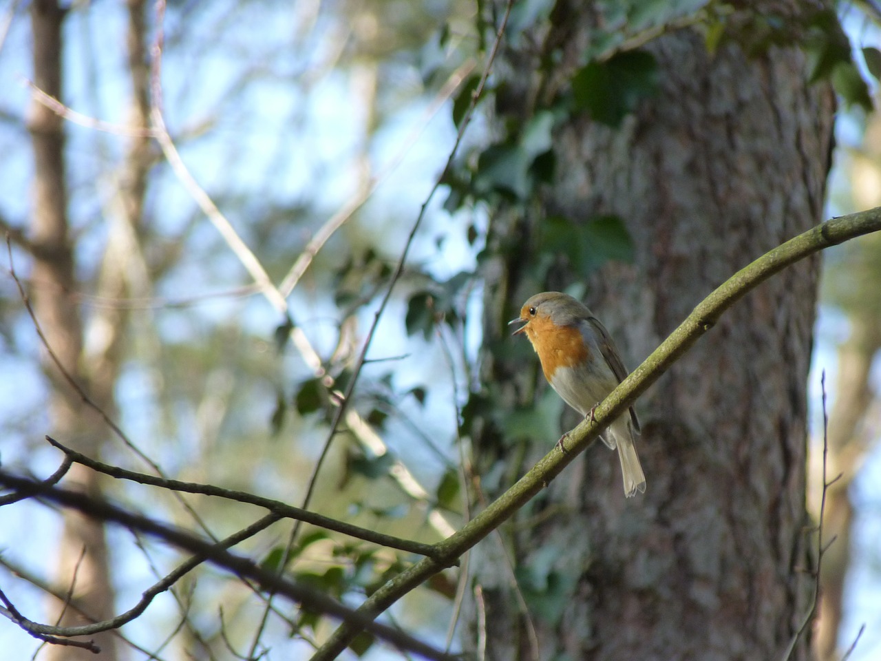 robin songbird bird free photo