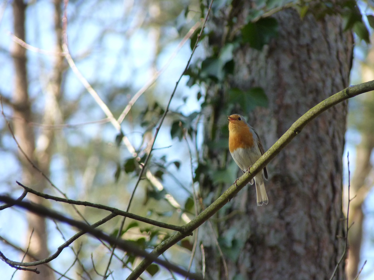 robin songbird bird free photo