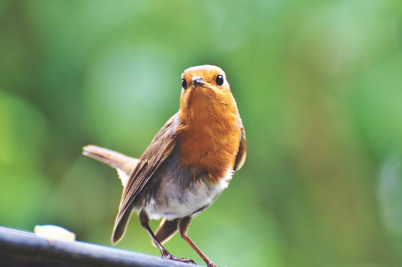 robin  bird  songbird free photo