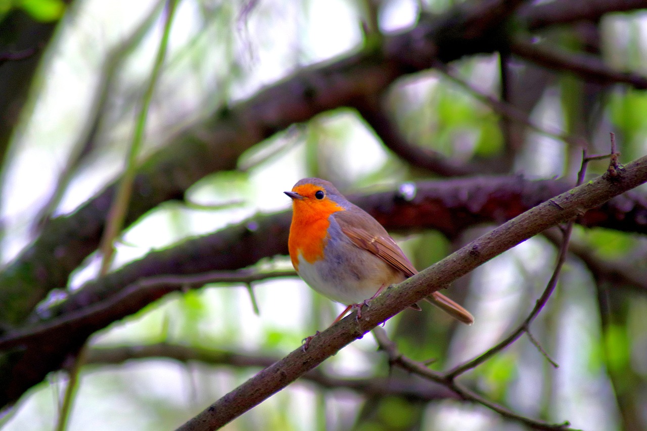 robin  bird  nature free photo