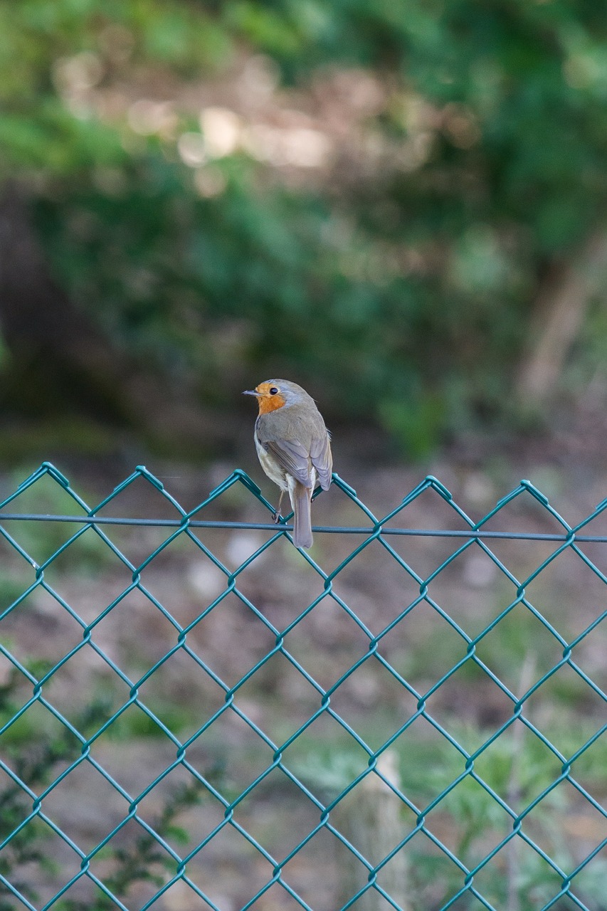 robin bird fence free photo