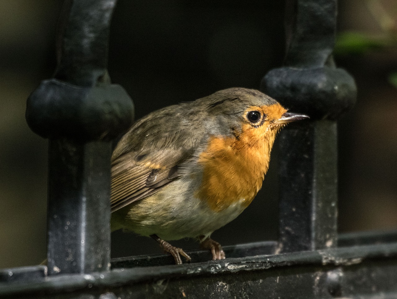 robin  bird  songbird free photo