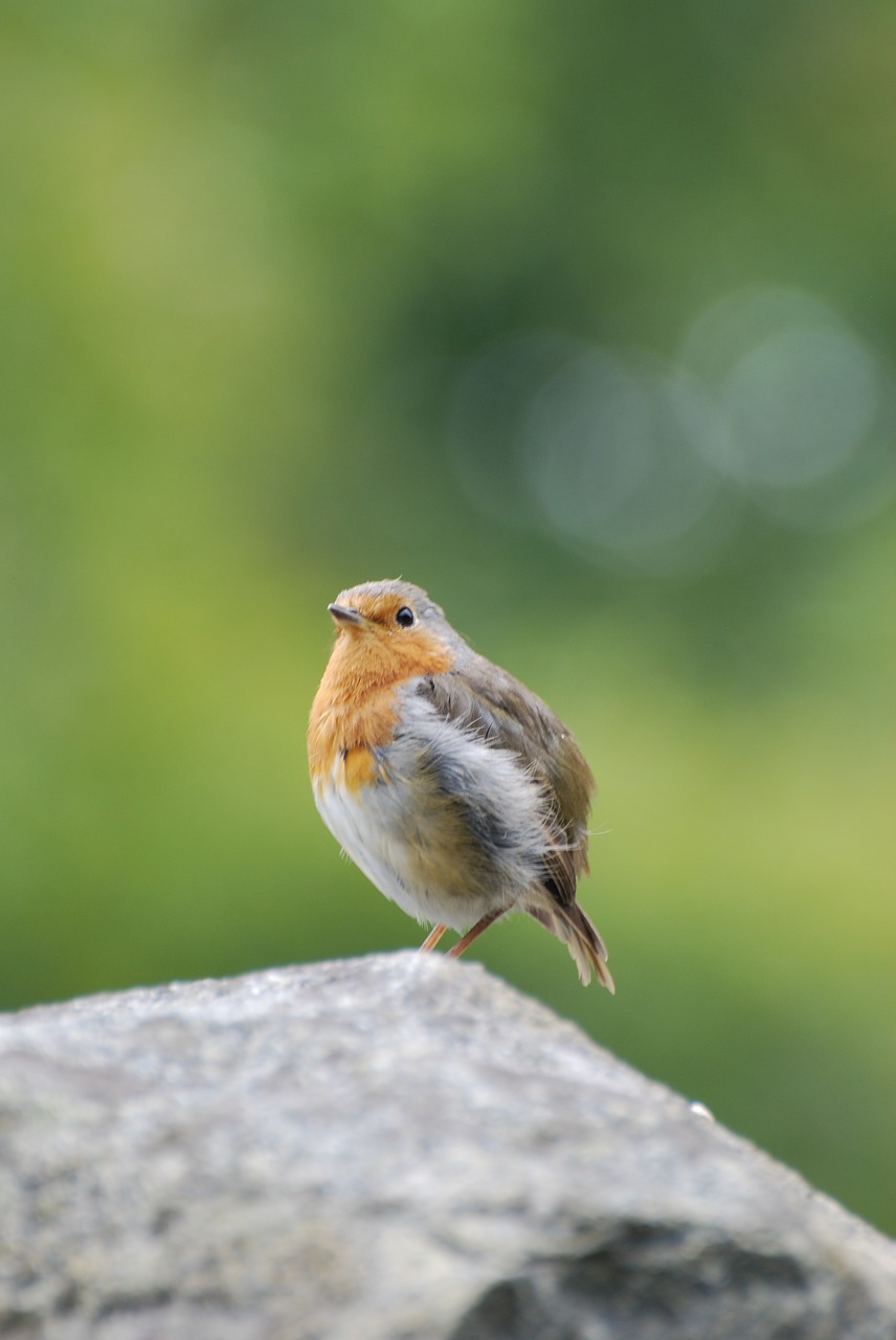 robin  fledgling  rock free photo