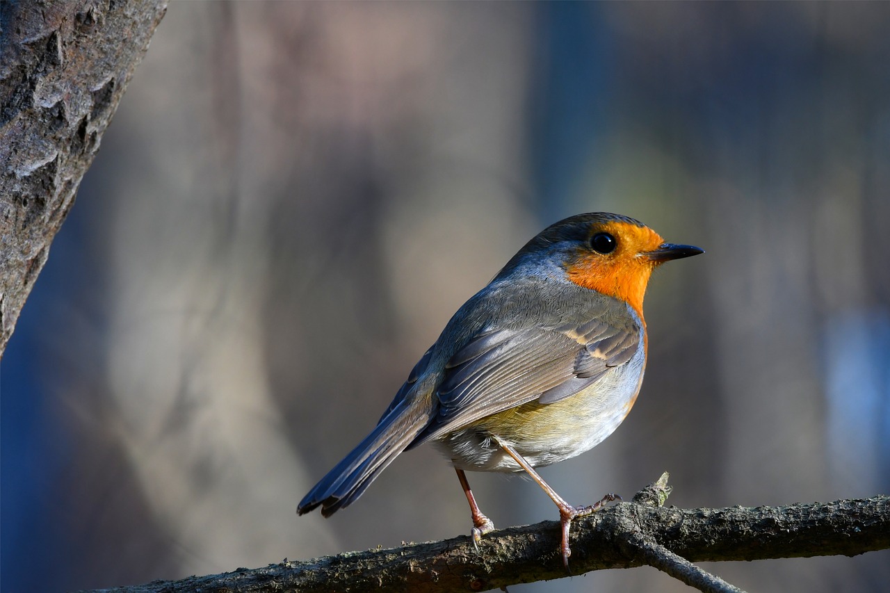 robin  bird  nature free photo