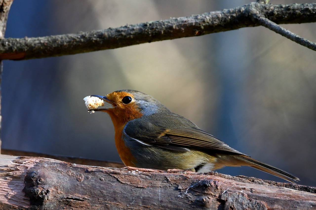 robin  forest  crumb free photo