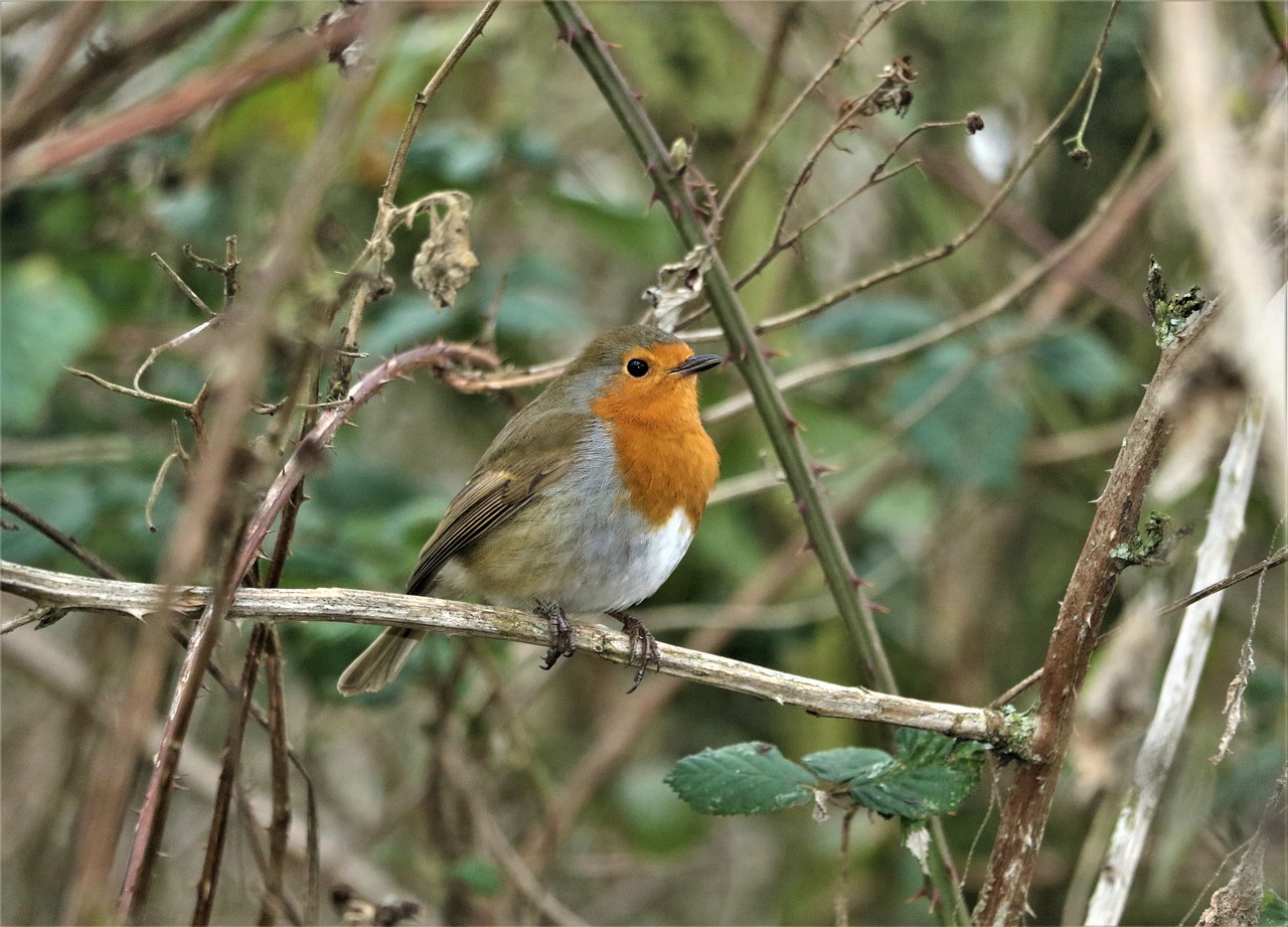 robin  bird  red free photo