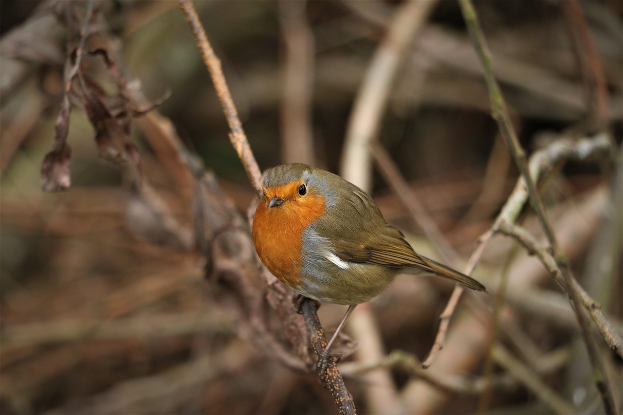 robin  bird  red free photo