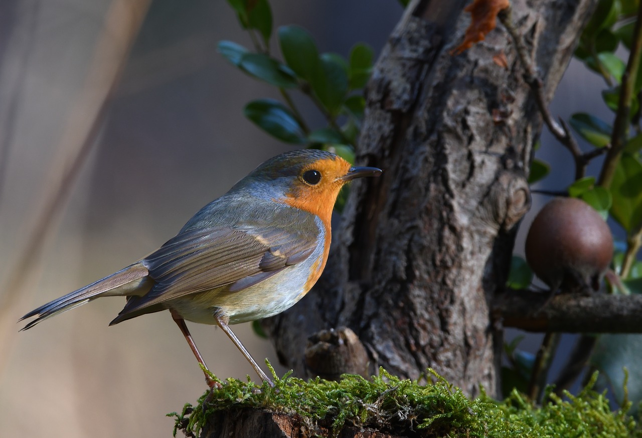 robin  bird  forest free photo