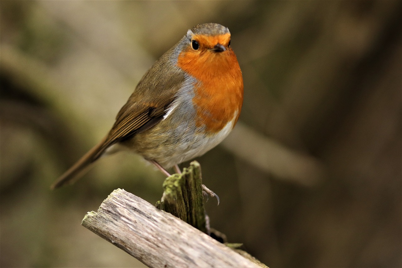 robin  wildlife  perched free photo