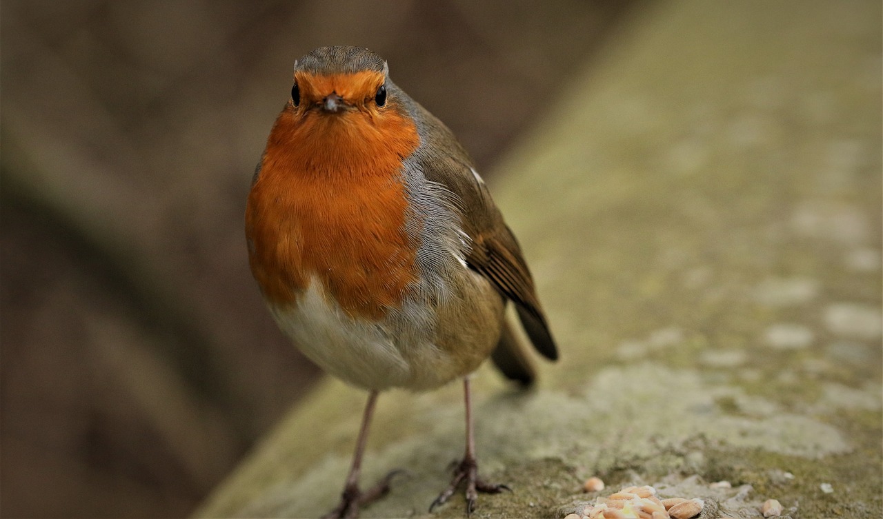 robin  nature  wildlife free photo