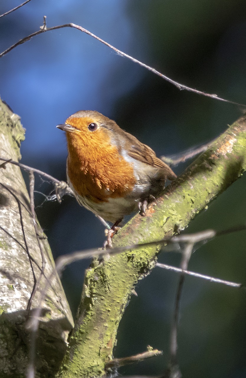 robin  redbreast  wing free photo