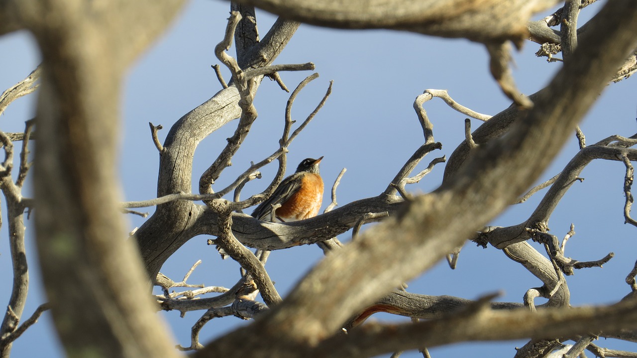 robin  tree  bird free photo