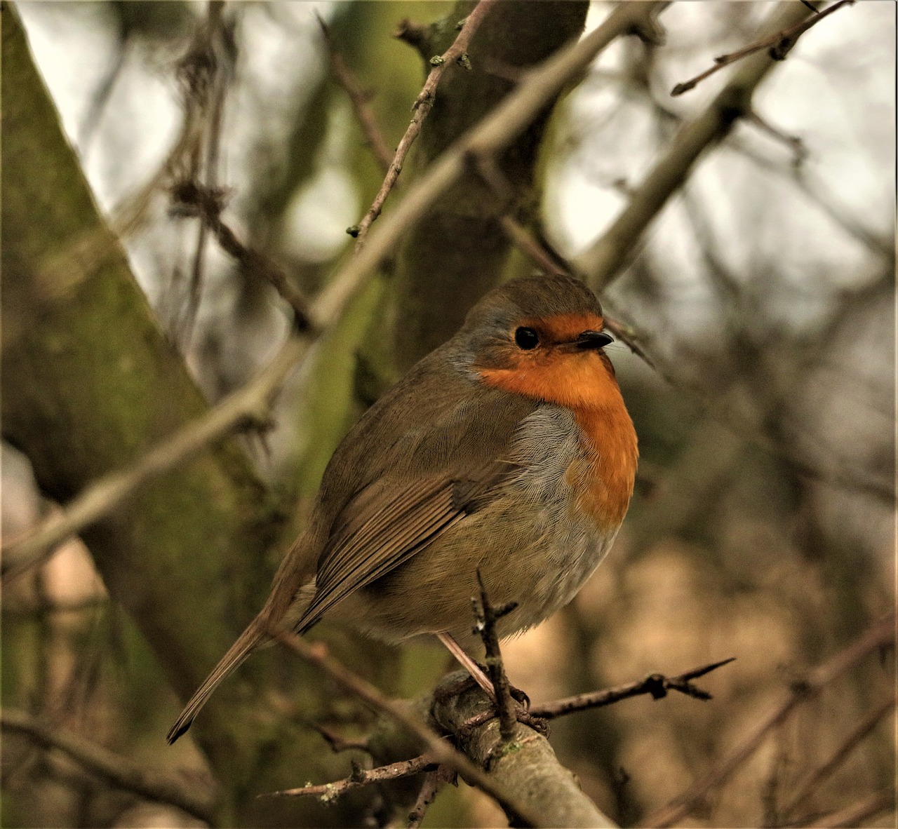 robin  wildlife  bird free photo