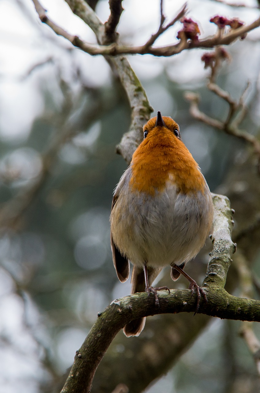 robin  bird  winter free photo