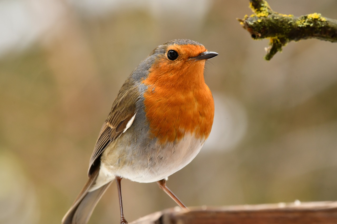 robin  bird  animal free photo