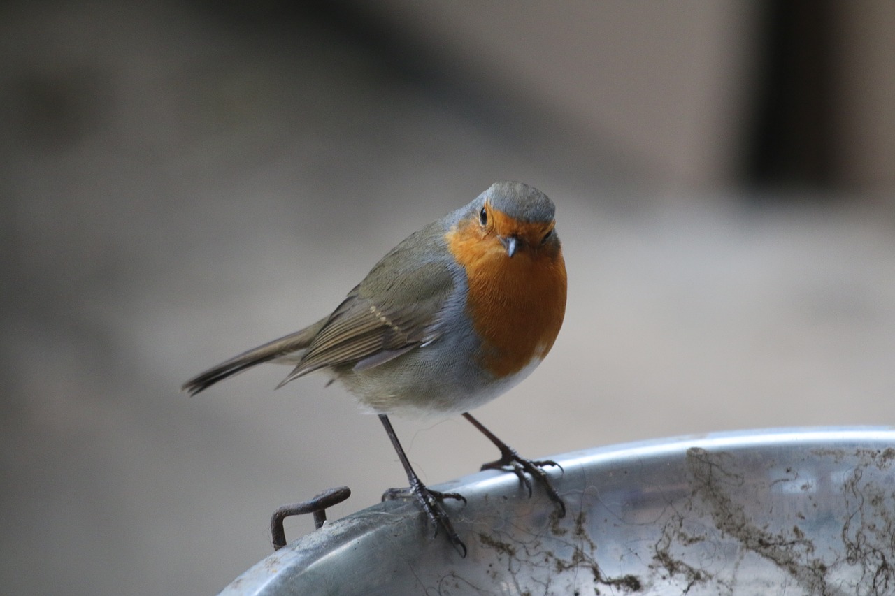 robin  bird  garden free photo