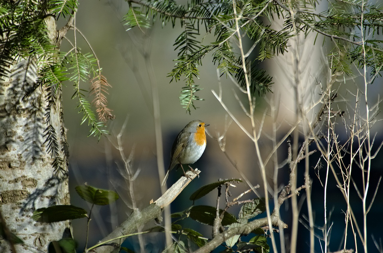 robin  bird  songbird free photo