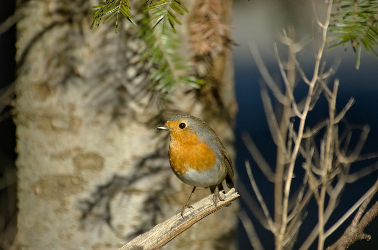 robin  bird  songbird free photo