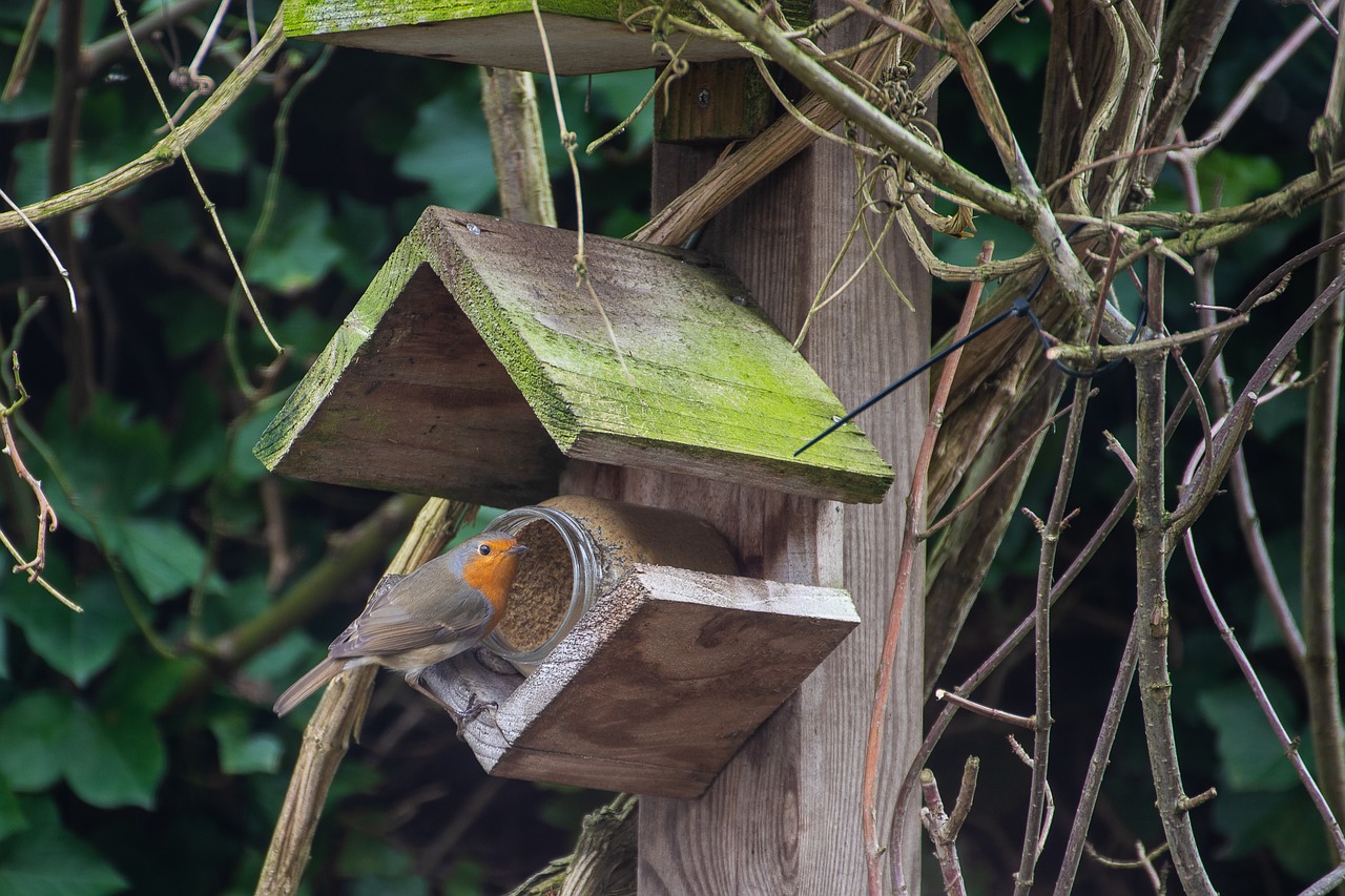 robin  little bird  nature free photo