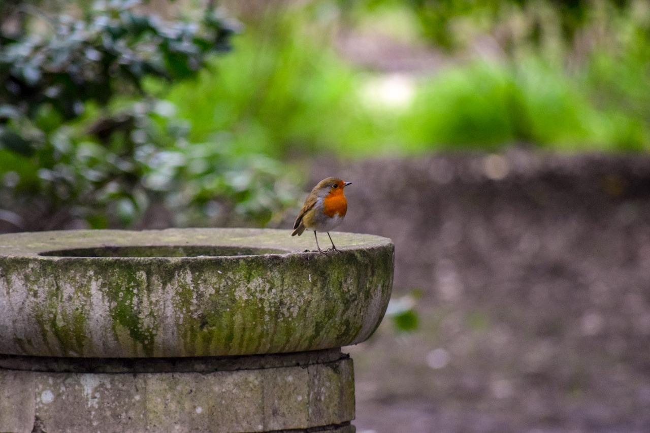 robin  bird  animal free photo