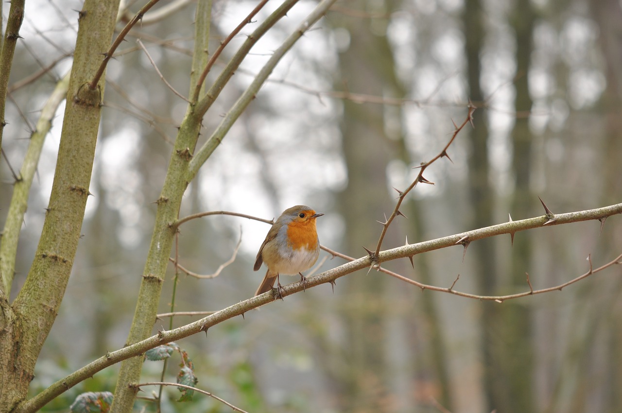 robin  bird  forest free photo