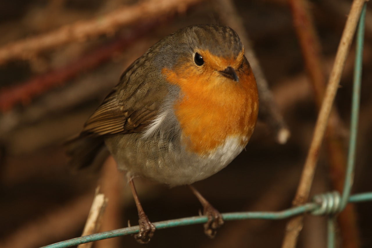 robin  songbird  nature free photo