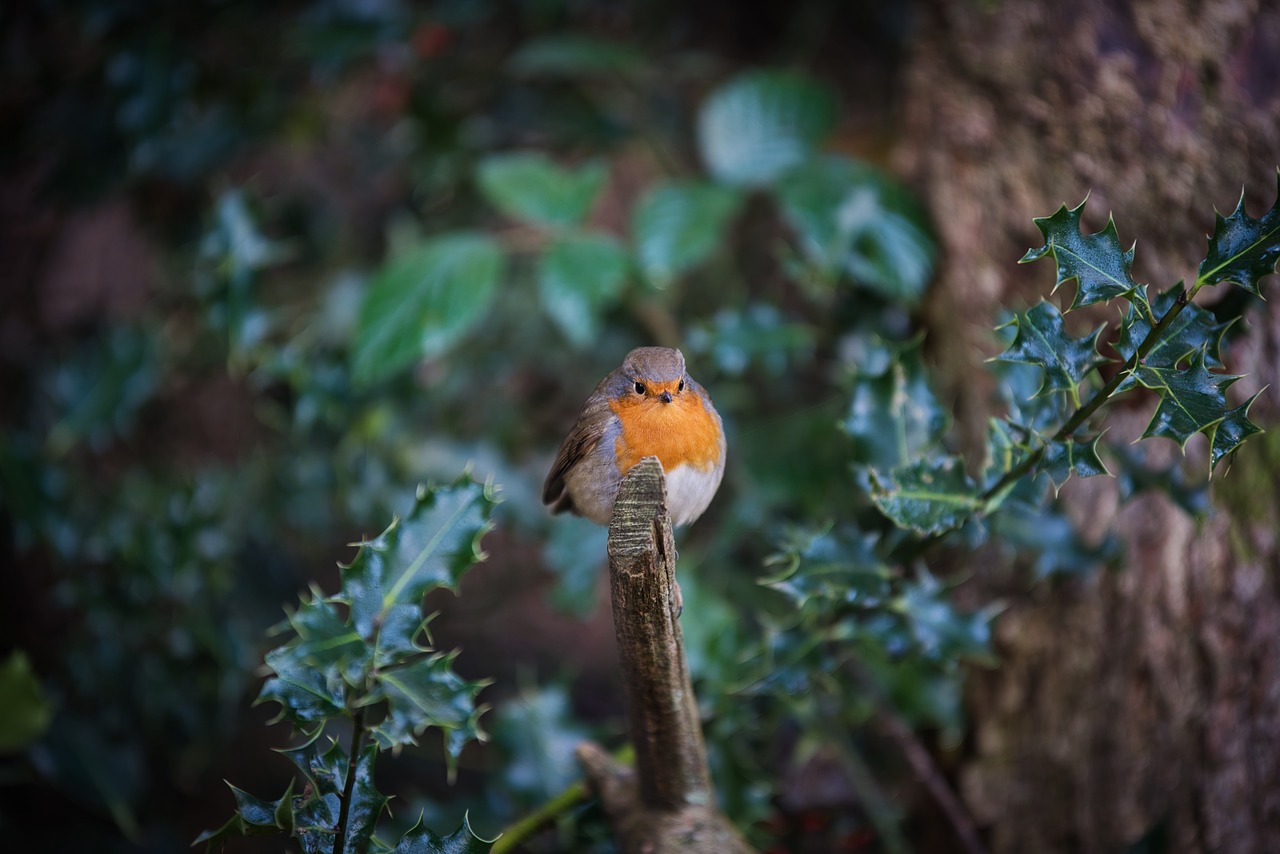 robin  birds  wildlife free photo