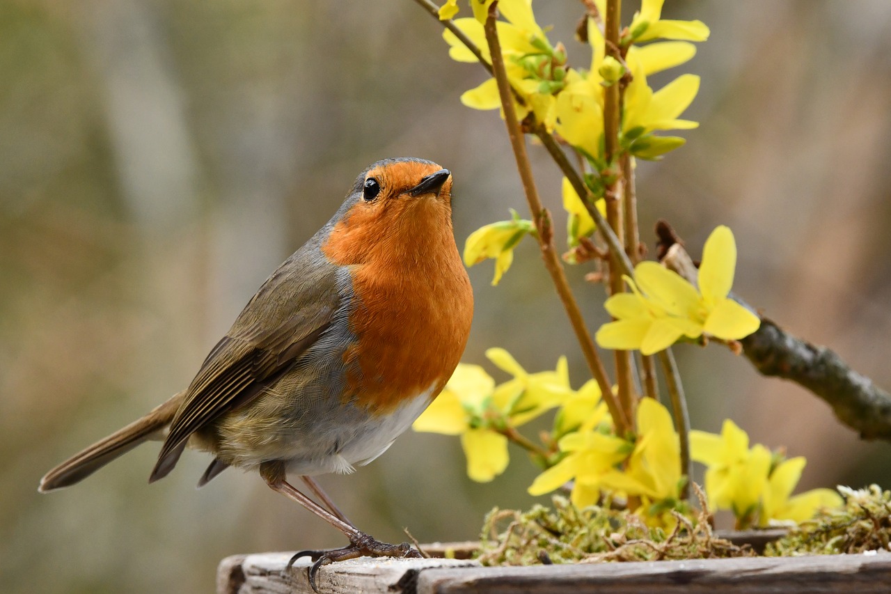 robin  bird  spring free photo