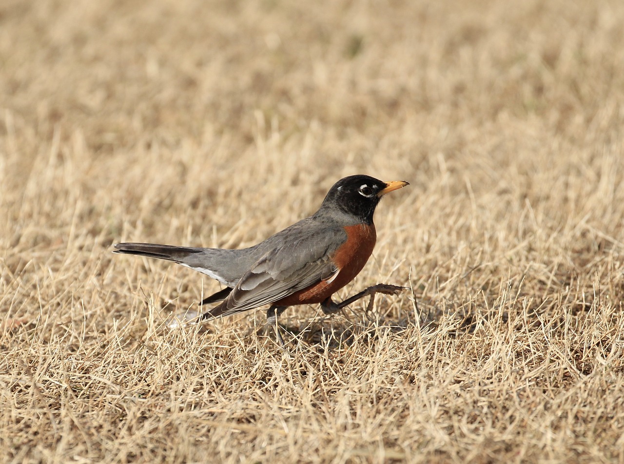 robin  bird  nature free photo