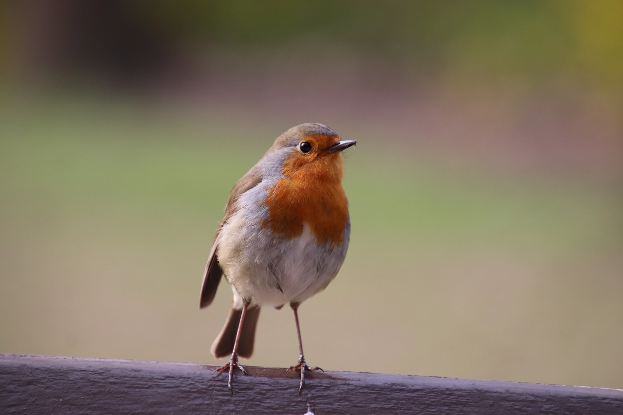 robin  birds  sparrows free photo