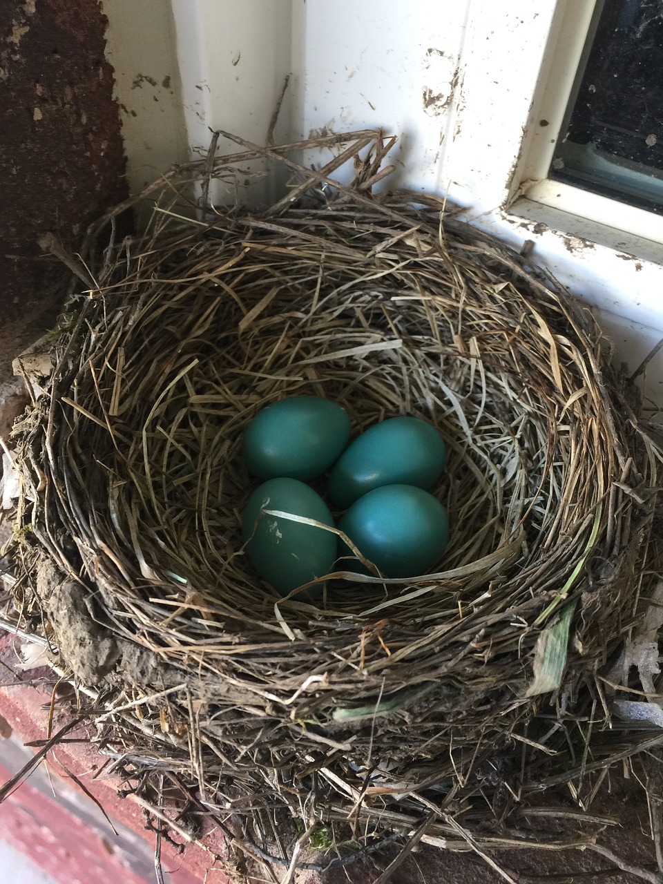 robin  eggs  nest free photo