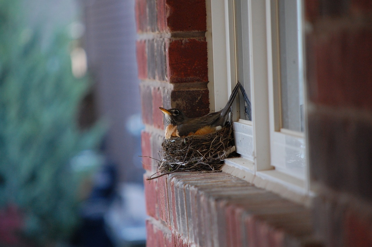 robin  nest  egg free photo