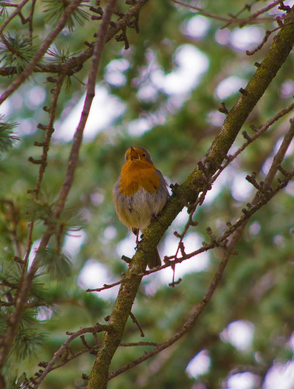 robin  sing  singing free photo