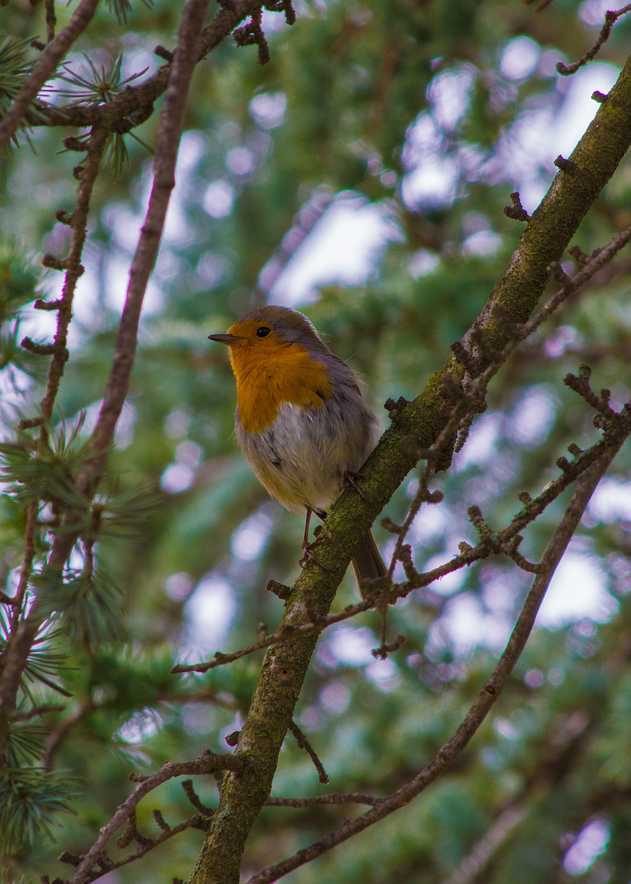 robin  sing  singing free photo