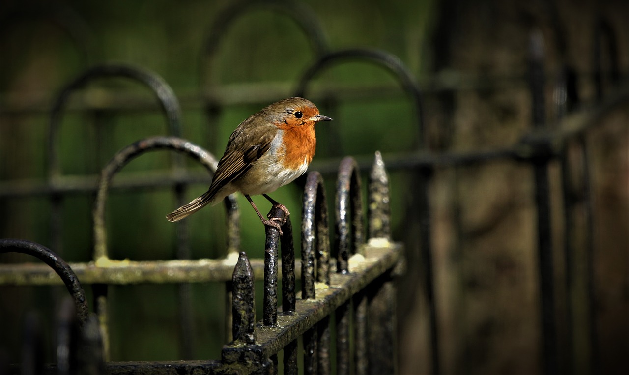 robin  bird  nature free photo