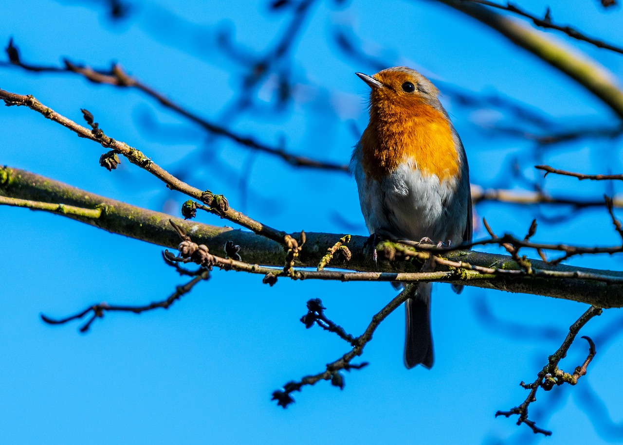 robin  spring  bird free photo