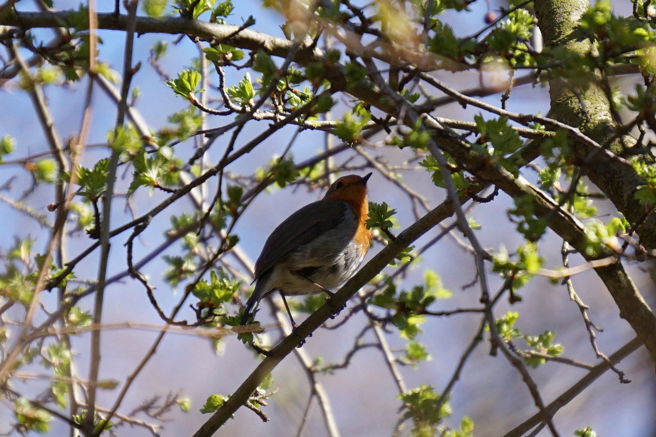 robin  tree  nature free photo